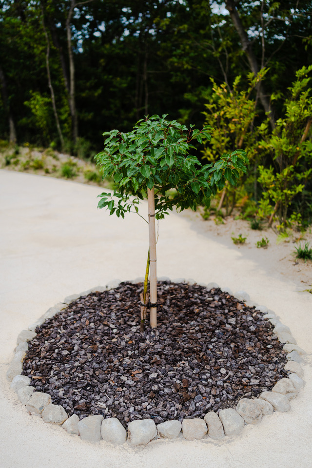 どんどこ森(C) Studio Ghibli