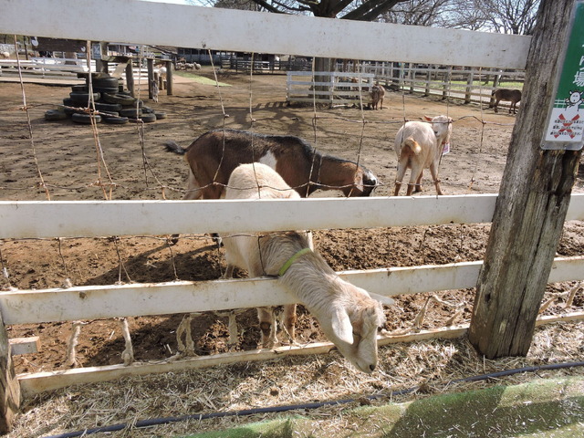 『ラブライブ！虹ヶ咲学園スクールアイドル同好会』×「レジャフェス」成田ゆめ牧場（C）2022 プロジェクトラブライブ！虹ヶ咲学園スクールアイドル同好会