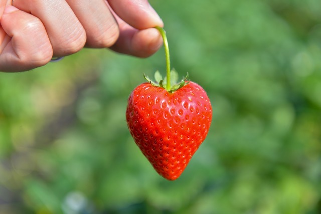 「とちぎいちごフェア」とちあいか、とちおとめ