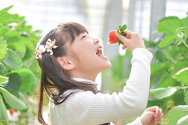 「とちぎいちごフェア」いちご狩りイメージ