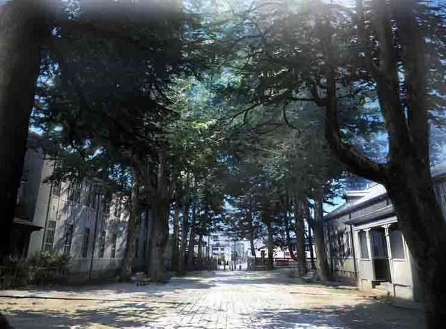 イメージボード「県の森」(C)高野苺・双葉社／orange製作委員会