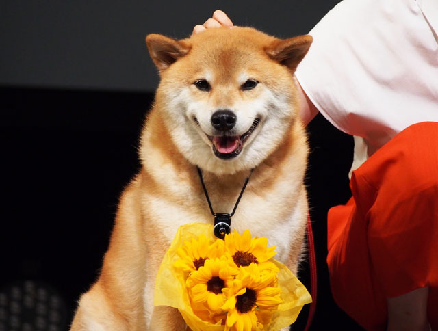 映画「ペット」特別試写で家入レオが熱唱　柴犬まるちゃんも応援