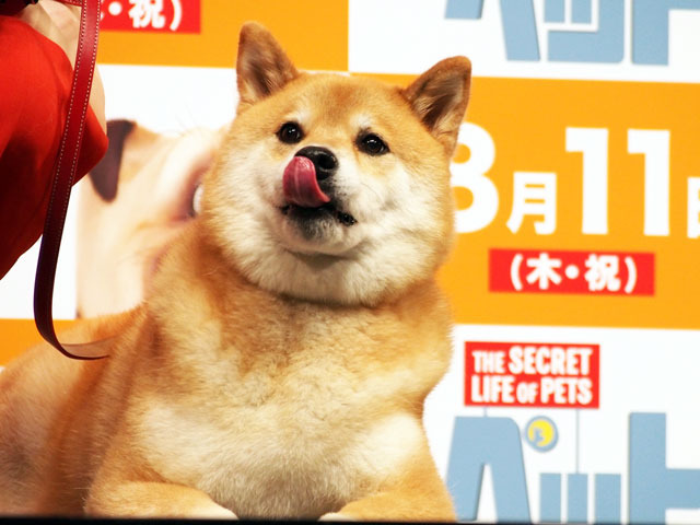 映画「ペット」特別試写で家入レオが熱唱　柴犬まるちゃんも応援