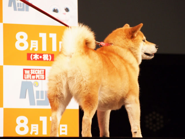 映画「ペット」特別試写で家入レオが熱唱　柴犬まるちゃんも応援