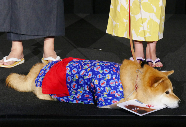 柴犬まる『ペット』の初日舞台挨拶