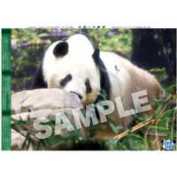 上野のパンダ・シャオシャオ＆レイレイの紙面が「スポーツ報知コンビニプリント」で発売