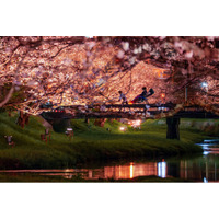 【界 玉造】温泉街に咲く約400本の桜並木を愛でる「桜舞うたまゆら滞在」今年も開催