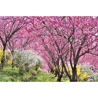 群馬の山間に現れる“現代の桃源郷”。1,000本の花桃が丘をピンクに染め上げる「花桃の丘まつり」開催