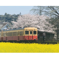 【千葉県市原市】桜と菜の花開花状況をSNS・ウェブサイトで紹介