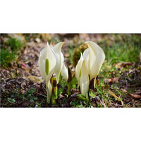 六甲高山植物園～春を告げる純白の花～ 「ミズバショウ」の群落が見頃です！