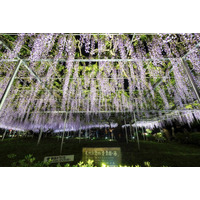 「藤の花ライトアップ×バイオリンコンサート」を開催（樹齢700年の大藤・入園無料）　　公園墓地青葉園（さいたま市）