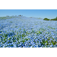 ネモフィラ 見頃（７分咲き）になりました（国営ひたち海浜公園）