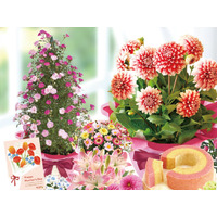 母の日に“選べる花ギフト”需要、昨年15,000鉢完売の花鉢シリーズを25種類に拡充【おいもや】