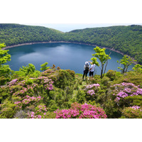 【霧島市】霧島連山で「ミヤマキリシマ」が咲き始め