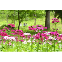 【飛騨高山・岐阜県高山市】Instagramハッシュタグキャンペーン「花の森フォトコンテスト2026」初開催！約15万本のクリンソウが見ごろを迎えています