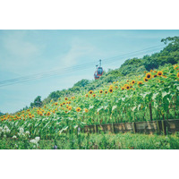 “夏の名物風景”神戸布引ハーブ園の「ひまわり畑」が間もなく見ごろに。昼は“元気いっぱい”の花畑、夕方は一面黄金色に輝く幻想的な風景がきっと忘れない夏を演出します。