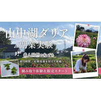 「素人同然の私でも」　山梨・山中湖村で始まったダリアの副業実験